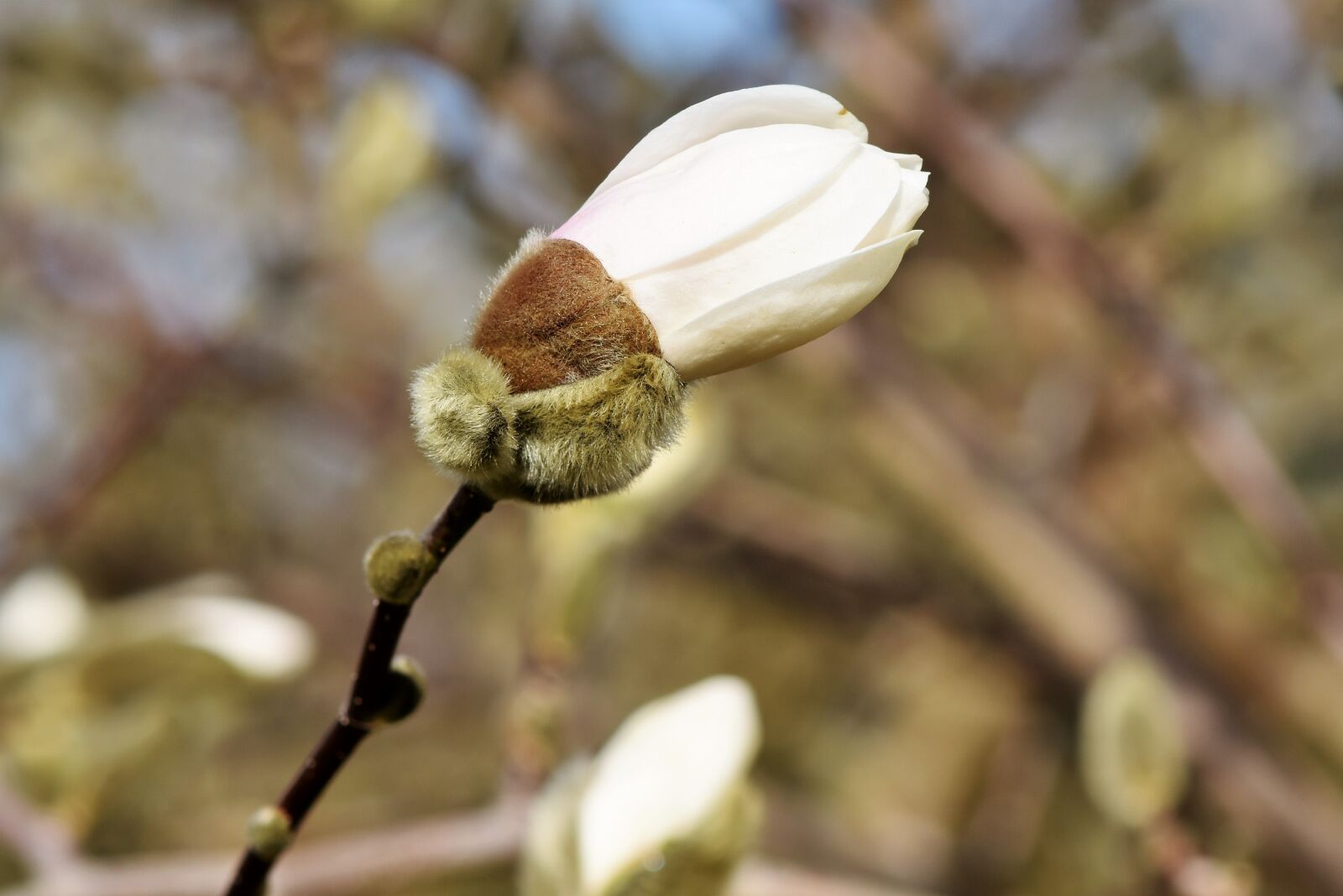 Nikon D7200 sample photo. Magnolia, bud, spring sunshine photography