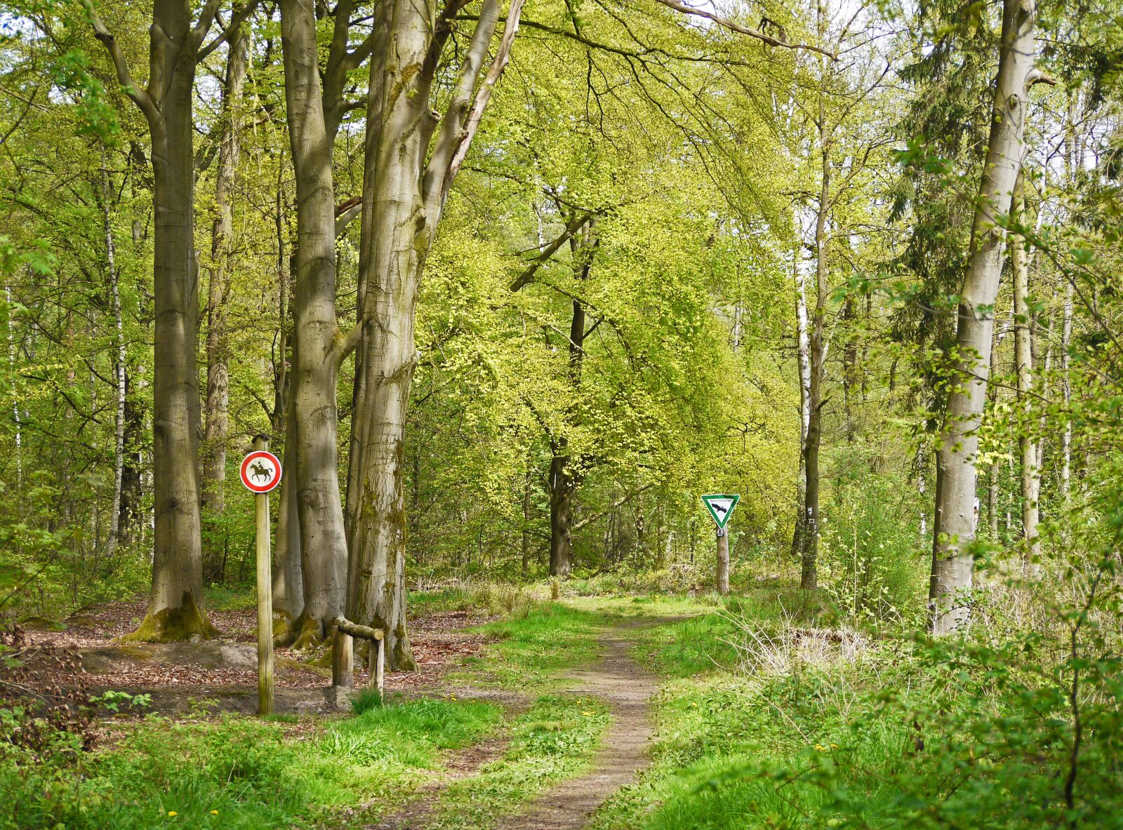 Panasonic Lumix DMC-G1 sample photo. Nature reserve, forest, spring photography