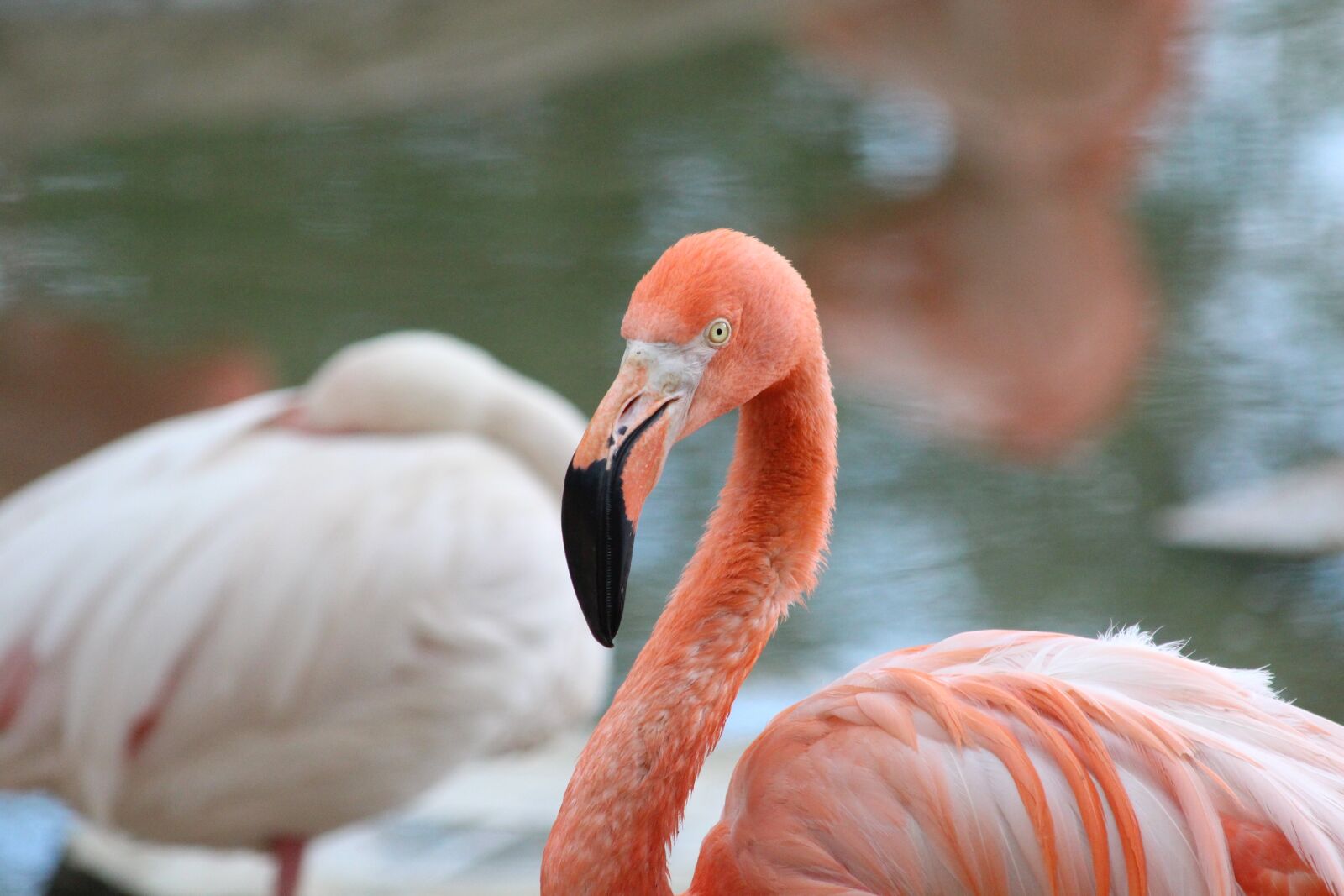 Canon EOS 650D (EOS Rebel T4i / EOS Kiss X6i) sample photo. Pink flamingo, flamingo, bird photography