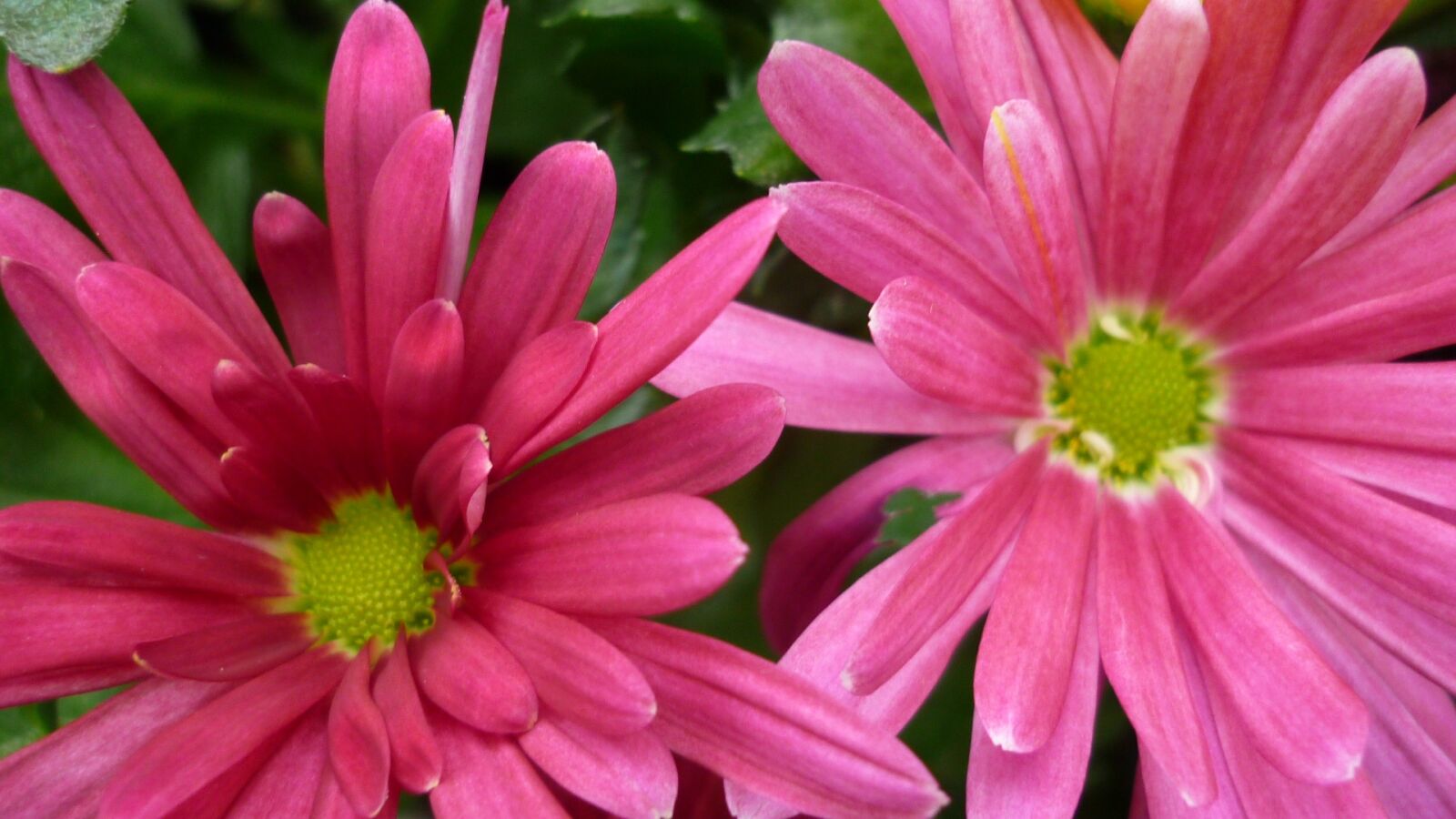 Panasonic Lumix DMC-FS6 sample photo. Aster, flower, blossom photography