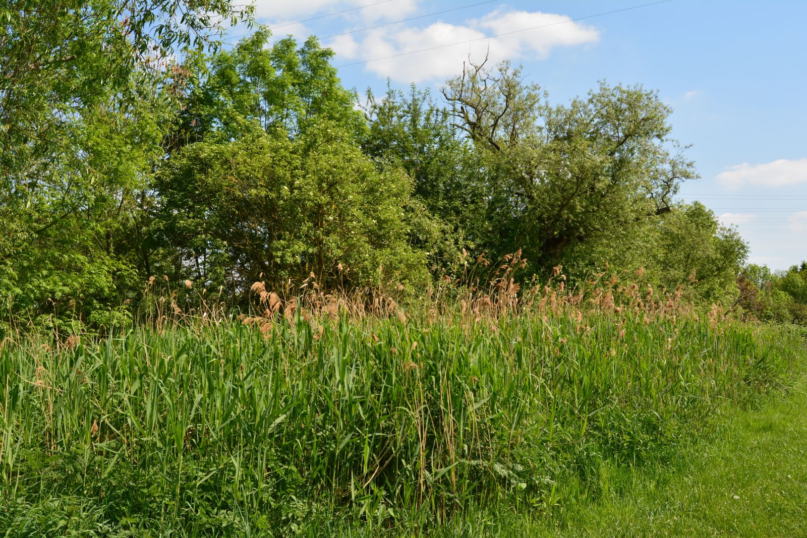 Nikon D5200 sample photo. Nature, grass, landscape photography
