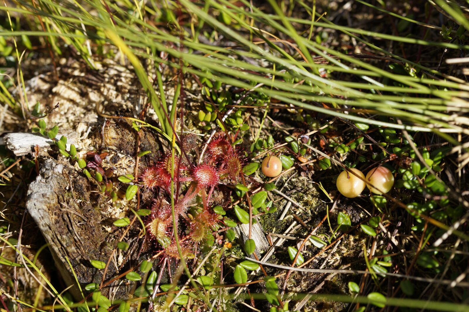 Sony SLT-A58 sample photo. Sundew, drosera, tentacles photography