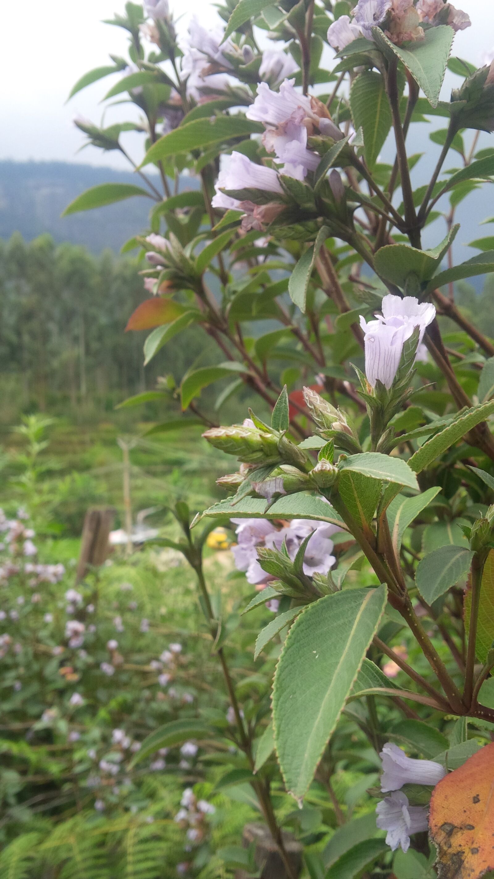 BlackBerry Z10 sample photo. Neelakurinji, munnar, kerala photography