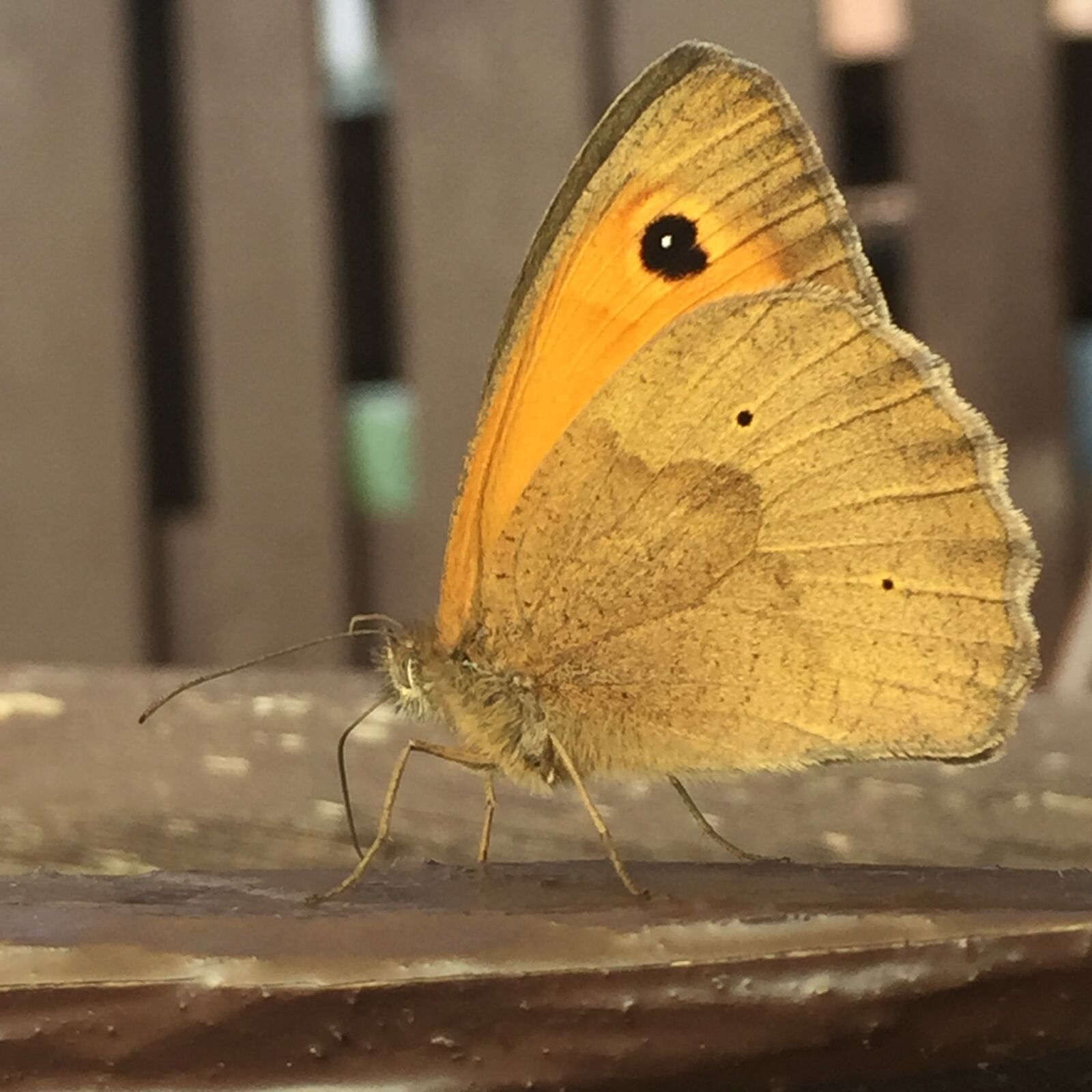 Apple iPhone 6 sample photo. Butterfly, summer, nature photography
