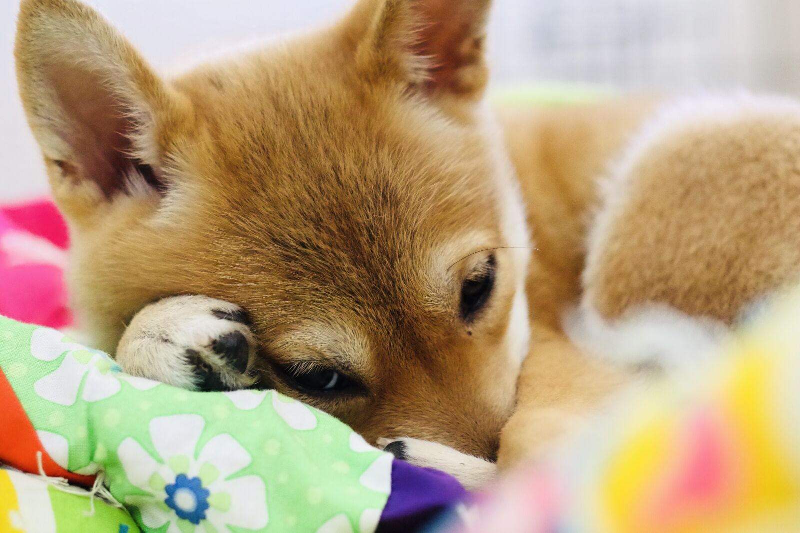 Canon EF 50mm F1.8 STM sample photo. Puppy, shiba inu, shiba photography