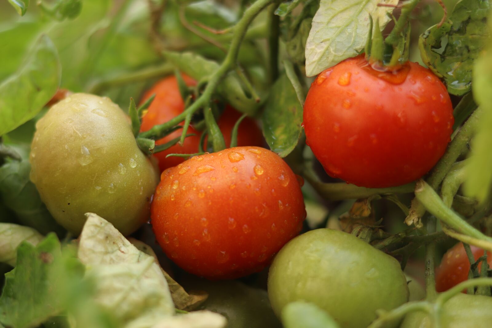 Canon EOS 77D (EOS 9000D / EOS 770D) + Canon EF 50mm F1.8 STM sample photo. Tomatoes, tomato plant, unripe photography
