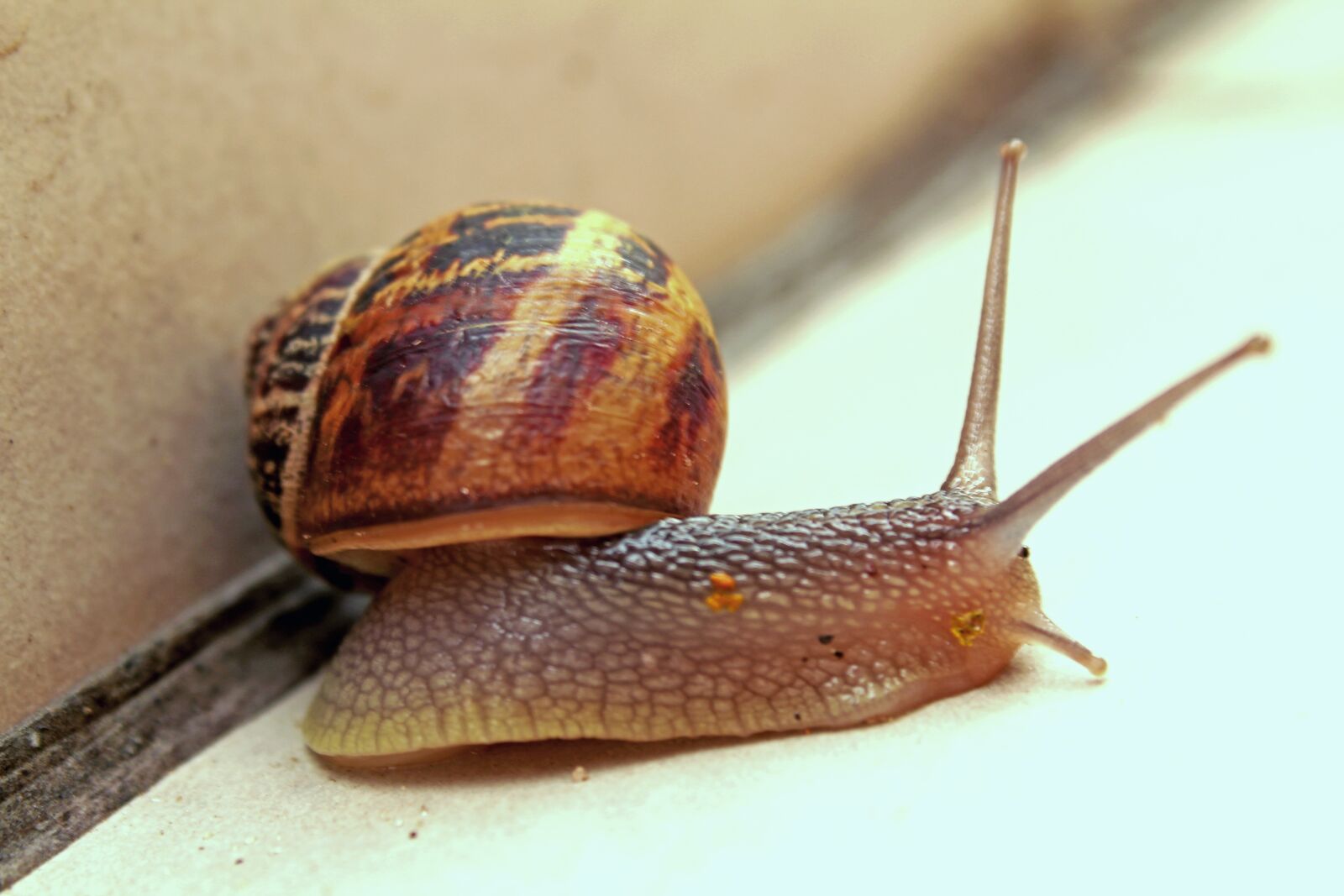 Canon EOS 1300D (EOS Rebel T6 / EOS Kiss X80) sample photo. Snail, slow, gastropod photography