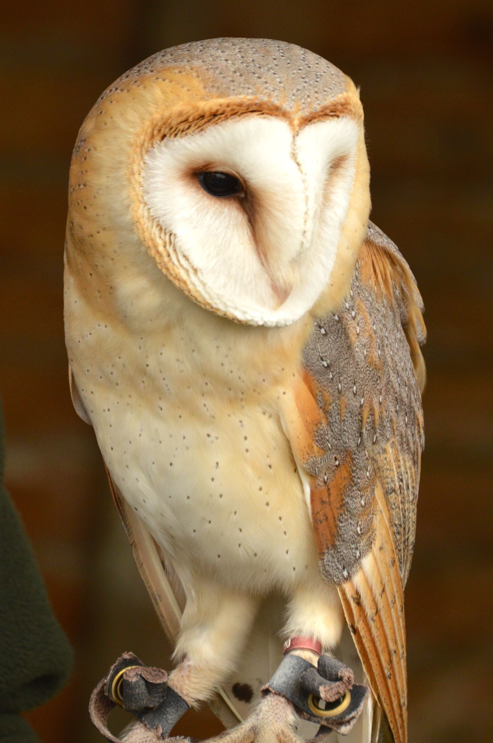 Nikon D3200 sample photo. Barn owl, bird, british photography