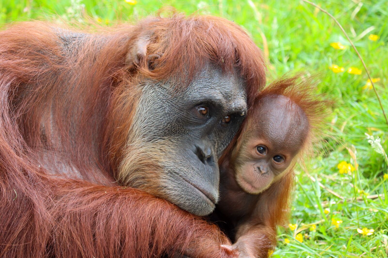 Canon EOS 800D (EOS Rebel T7i / EOS Kiss X9i) sample photo. Zoo, singe, orangutan photography