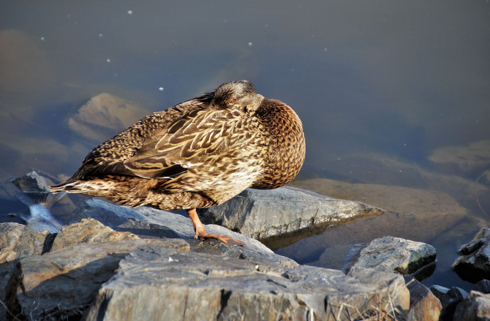Sony SLT-A58 sample photo. Duck, wild, water photography