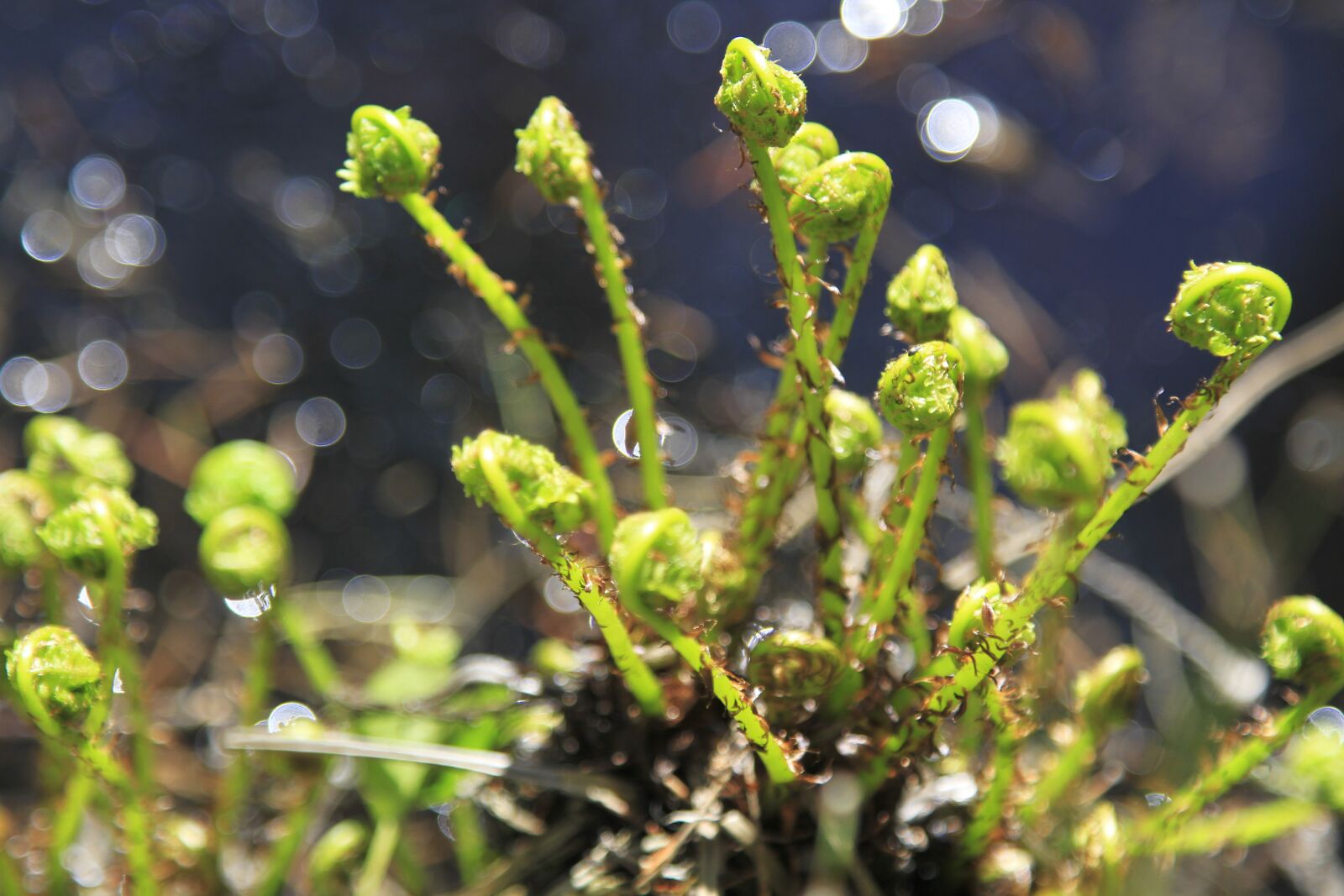 Canon EOS 7D sample photo. Nature, spring, fern photography