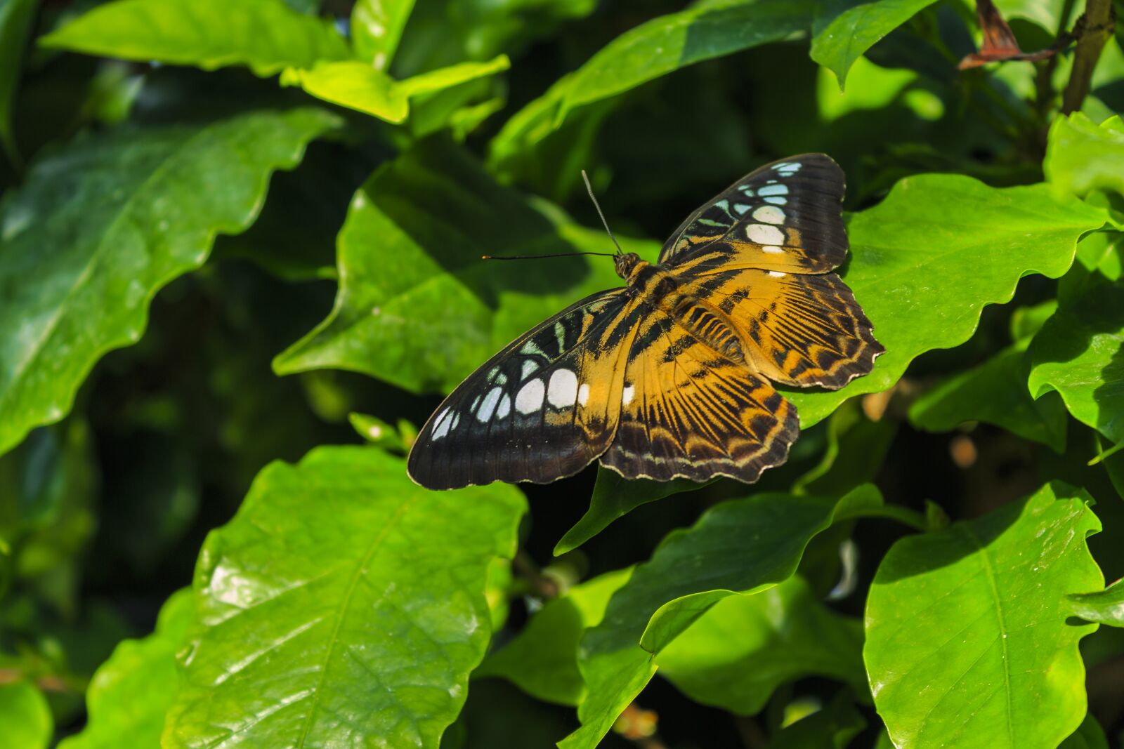 Canon EOS 650D (EOS Rebel T4i / EOS Kiss X6i) sample photo. Butterfly, insect, flower photography