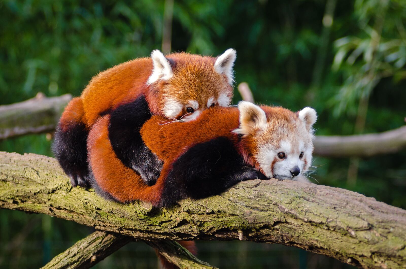 Nikon D7000 sample photo. Red panda, tree, branch photography