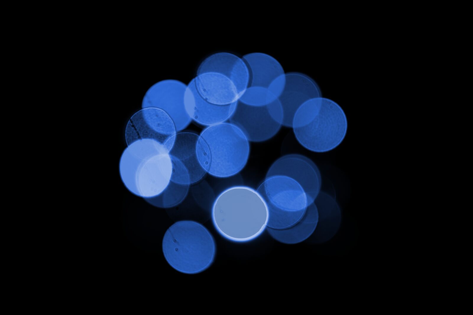 Nikon D3300 sample photo. Blue, black, bokeh photography