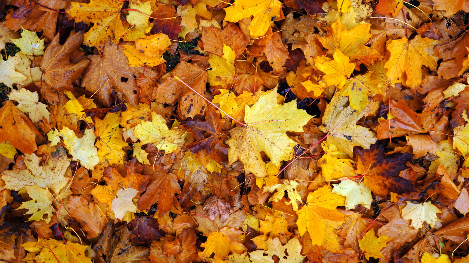 Sony E 18-55mm F3.5-5.6 OSS sample photo. Autumn, dry, fallen, foliage photography