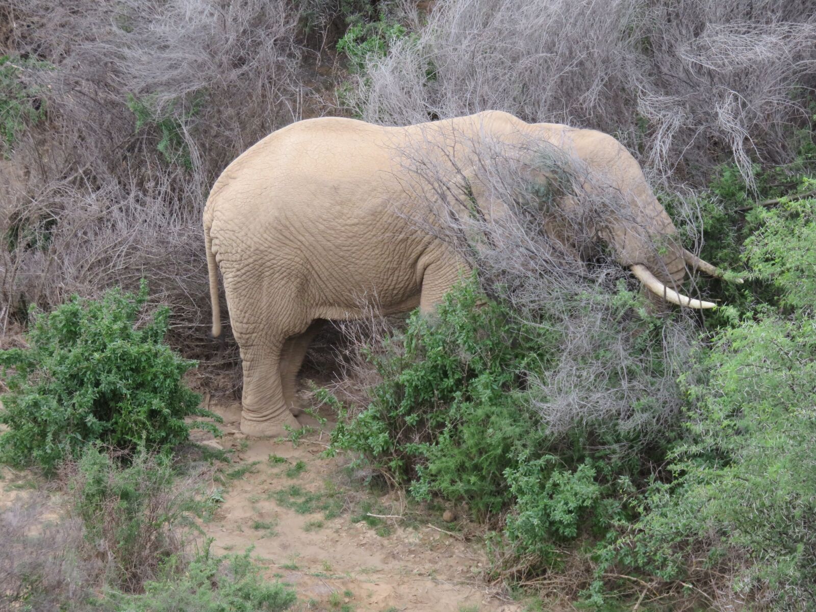 Canon PowerShot SX710 HS sample photo. Elephant, tusk, africa photography