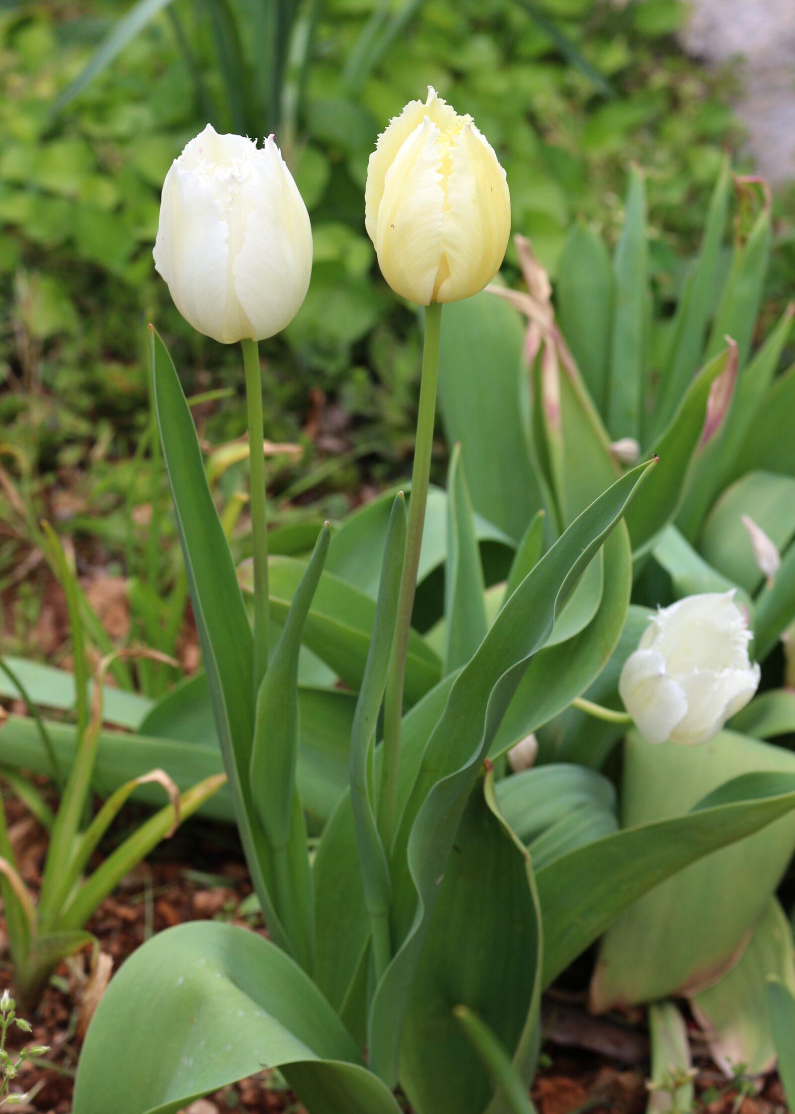 Canon EOS 700D (EOS Rebel T5i / EOS Kiss X7i) sample photo. White, white flowers, white photography