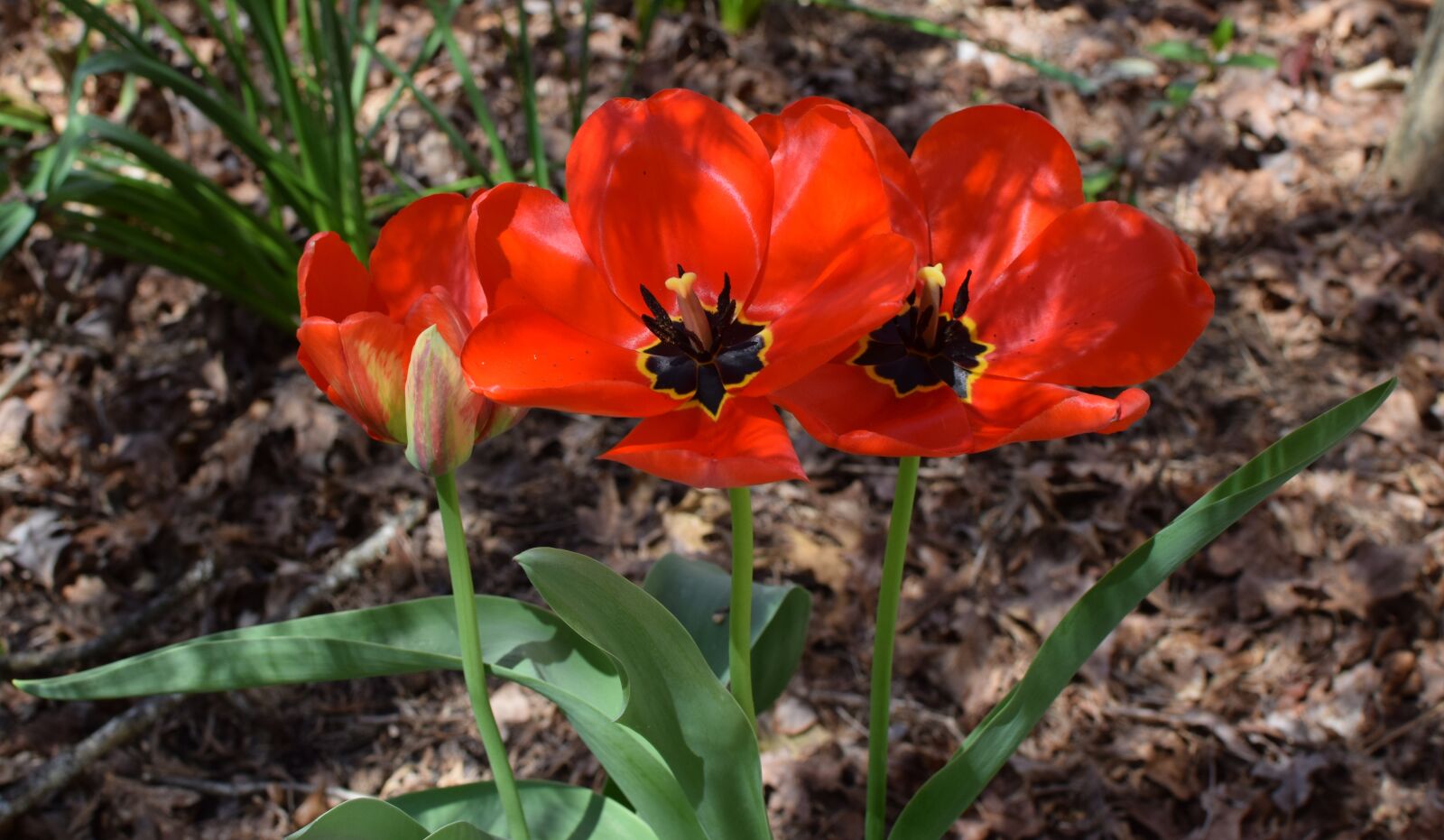 Nikon D3300 sample photo. Parrot tulip, red, colorful photography