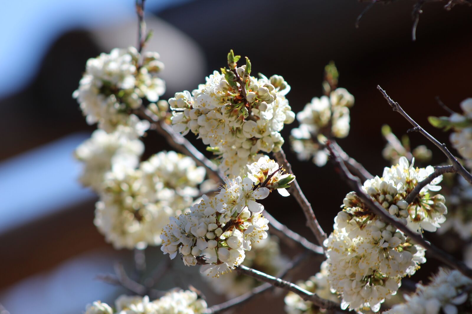 Canon EOS 1200D (EOS Rebel T5 / EOS Kiss X70 / EOS Hi) sample photo. Flowers, white, spring photography