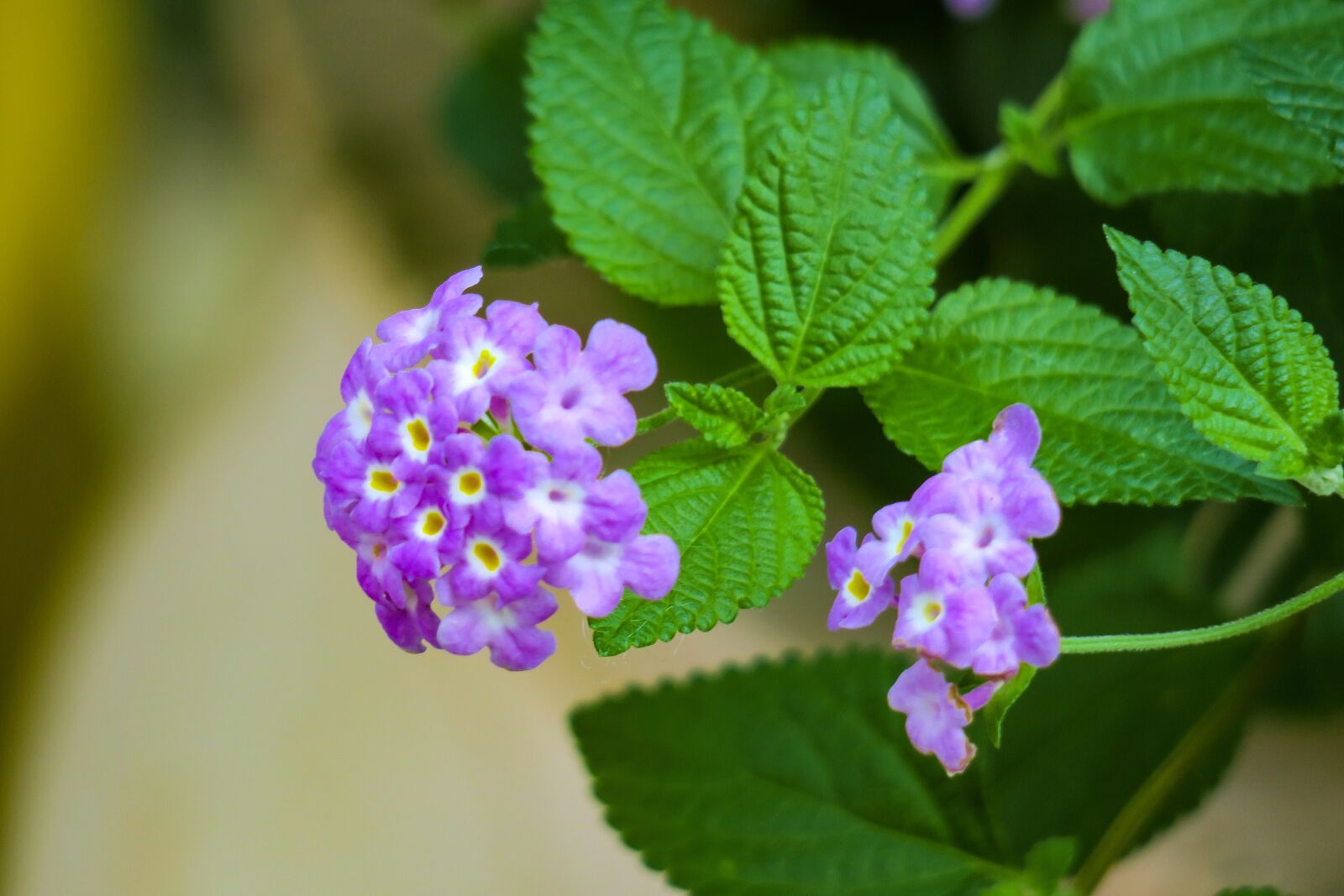 Canon PowerShot G3 X sample photo. Nature, flower, plant photography