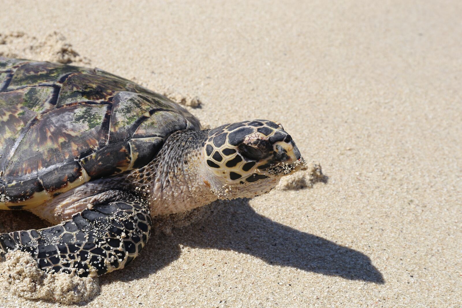 Canon EF 24-70mm F4L IS USM sample photo. Turtle, beach, sand photography