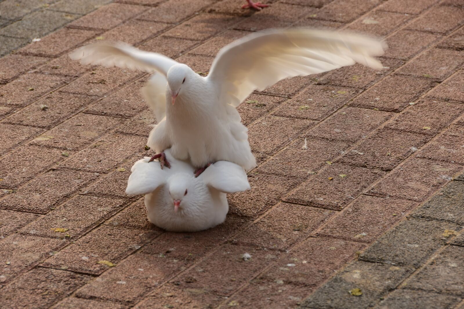 Nikon D7200 sample photo. Pigeons, animals, squares photography