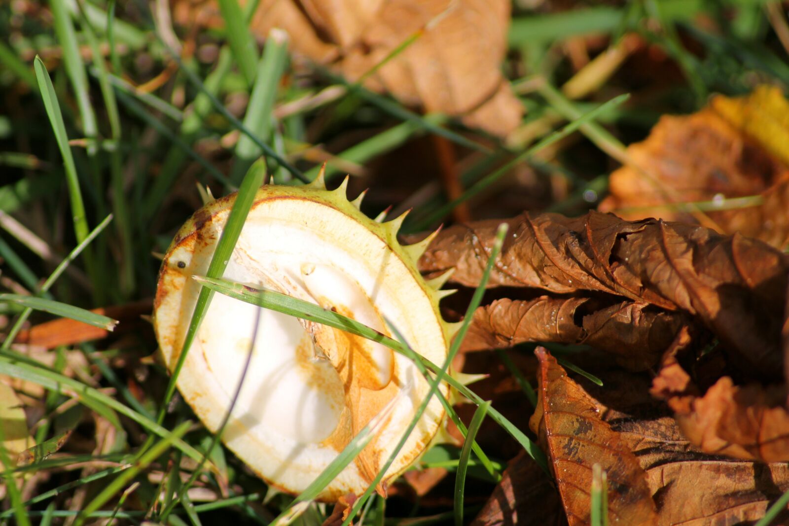 Canon EOS 1100D (EOS Rebel T3 / EOS Kiss X50) sample photo. Chestnut, shell, leaves photography