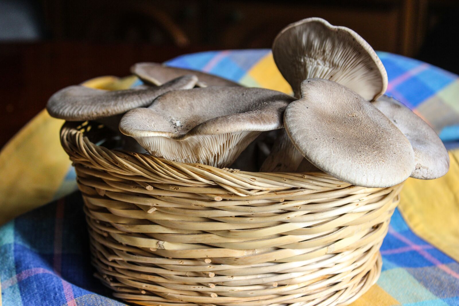 Canon EOS 550D (EOS Rebel T2i / EOS Kiss X4) sample photo. Mushrooms, nature, edible photography
