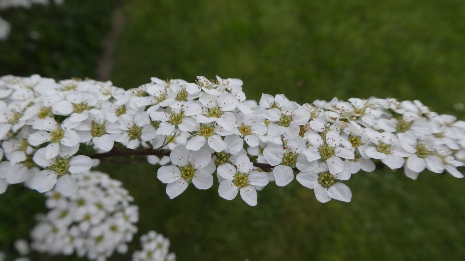 Panasonic DMC-TZ81 sample photo. White flowers, spring, bush photography