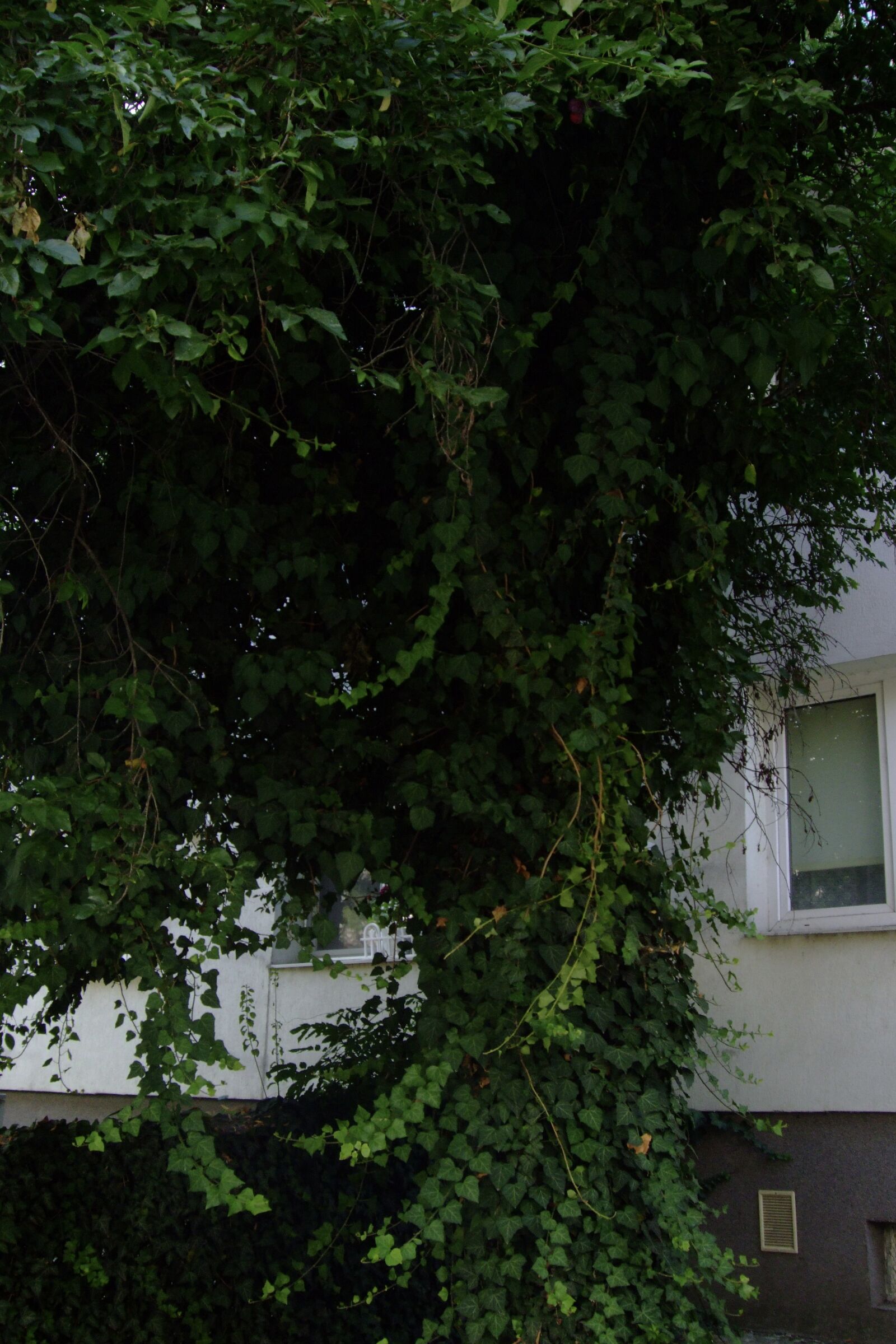 Fujifilm FinePix F50fd sample photo