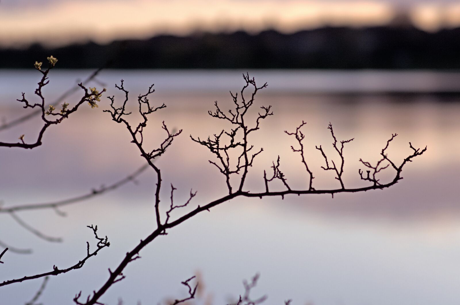 Nikon D3200 sample photo. Branch, lake, water photography
