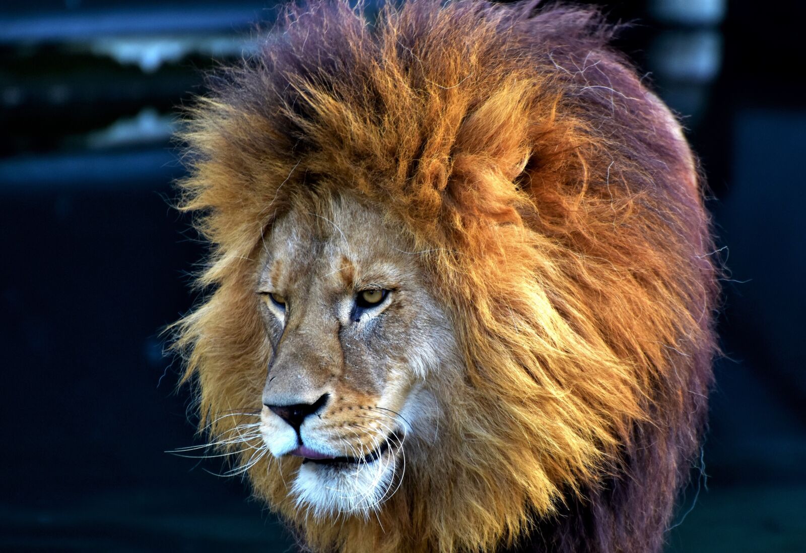 Nikon D7200 sample photo. Lion, big cat, predator photography