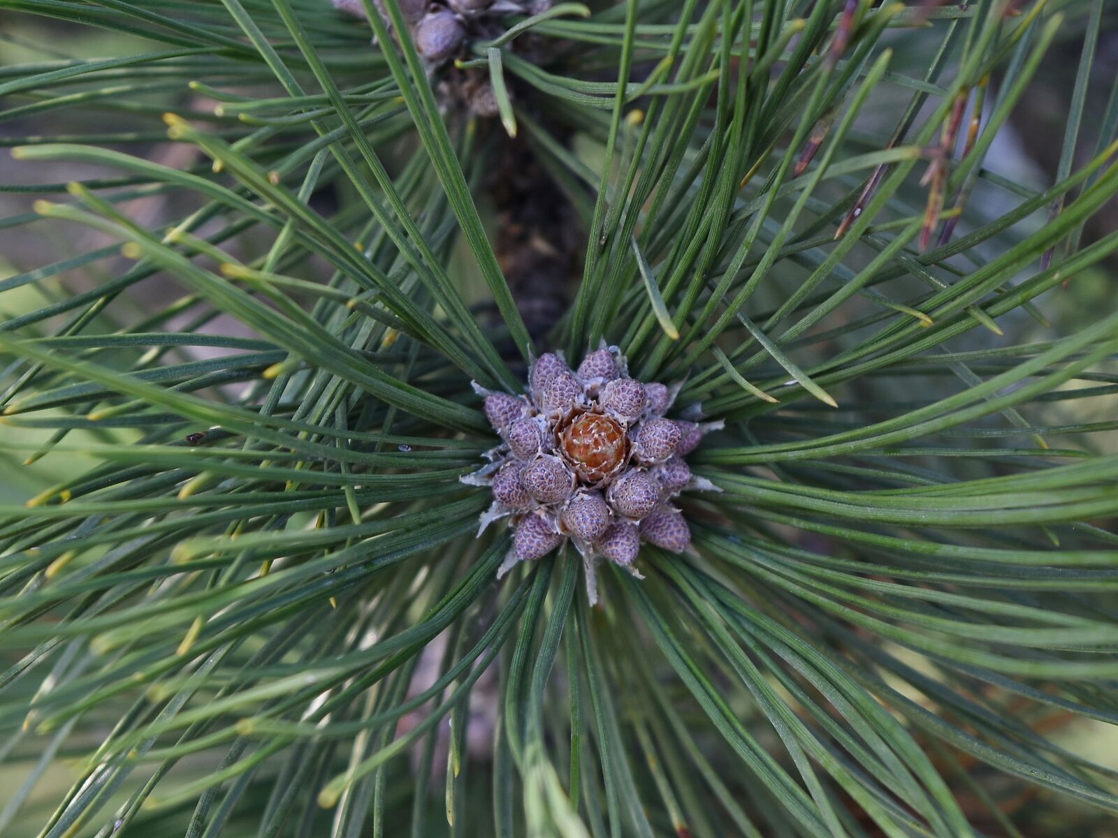 Nikon D5500 sample photo. Conifer, pine, evergreen, tree photography