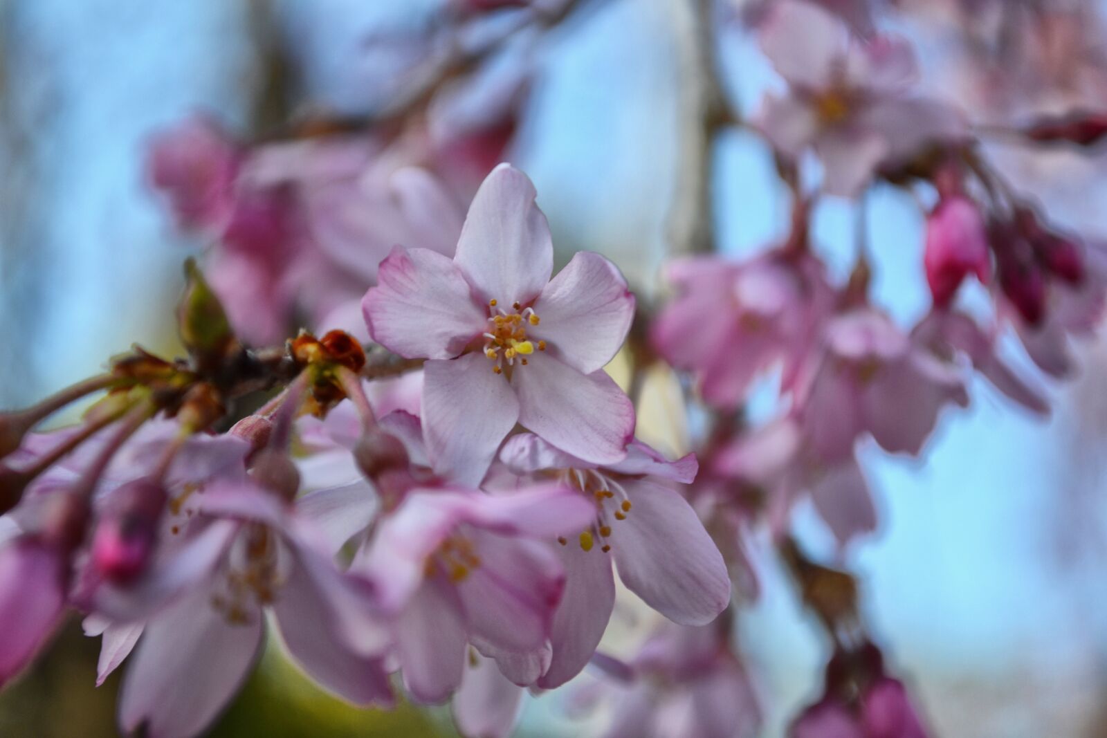 Nikon D3100 sample photo. Sakura, flower, pink photography