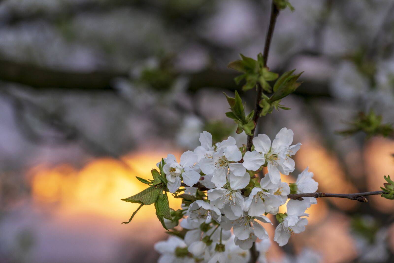 Nikon D5300 sample photo. Blossom, tree, spring photography