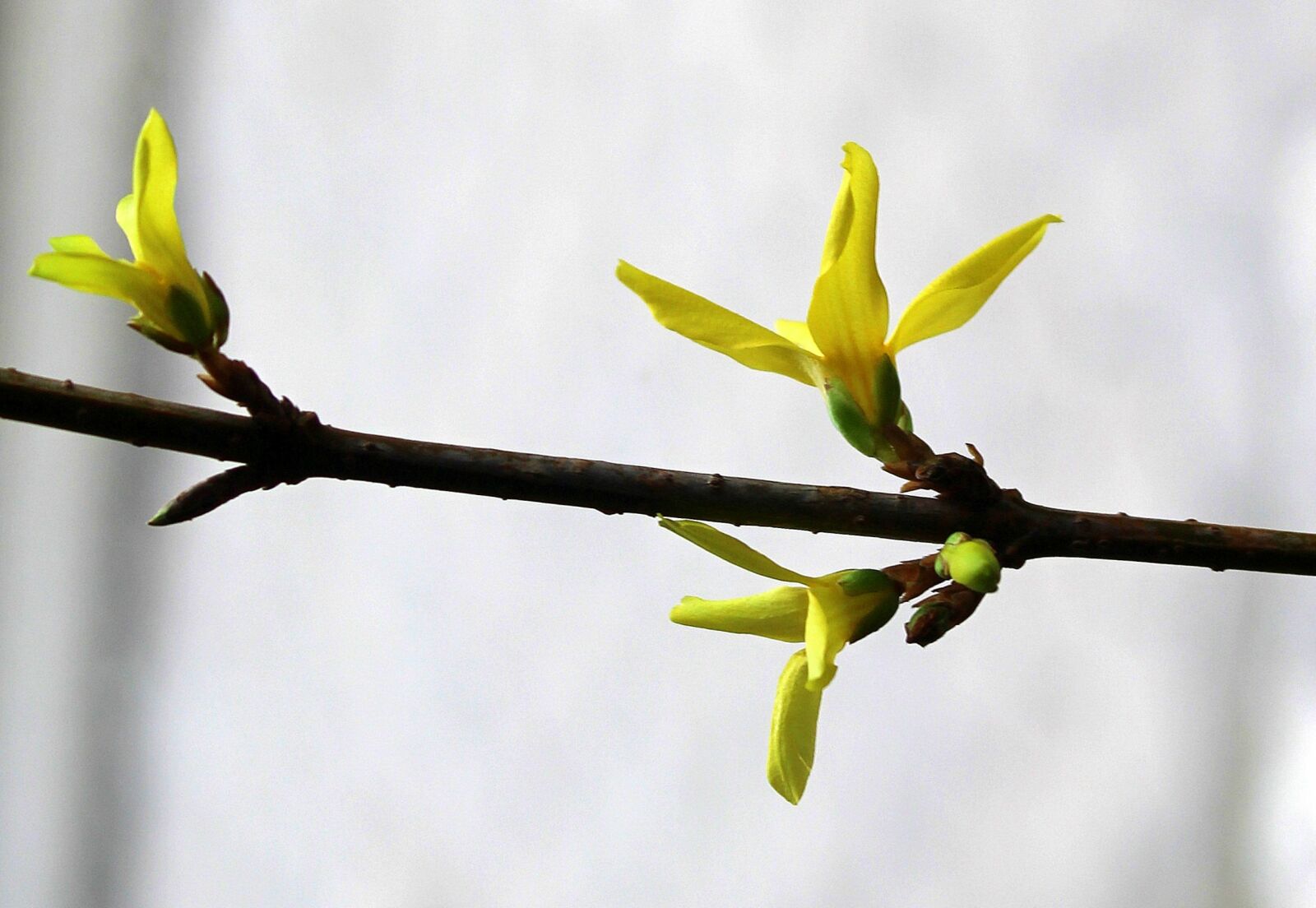 Canon EOS 1200D (EOS Rebel T5 / EOS Kiss X70 / EOS Hi) sample photo. Forsythia, blooming twig, spring photography