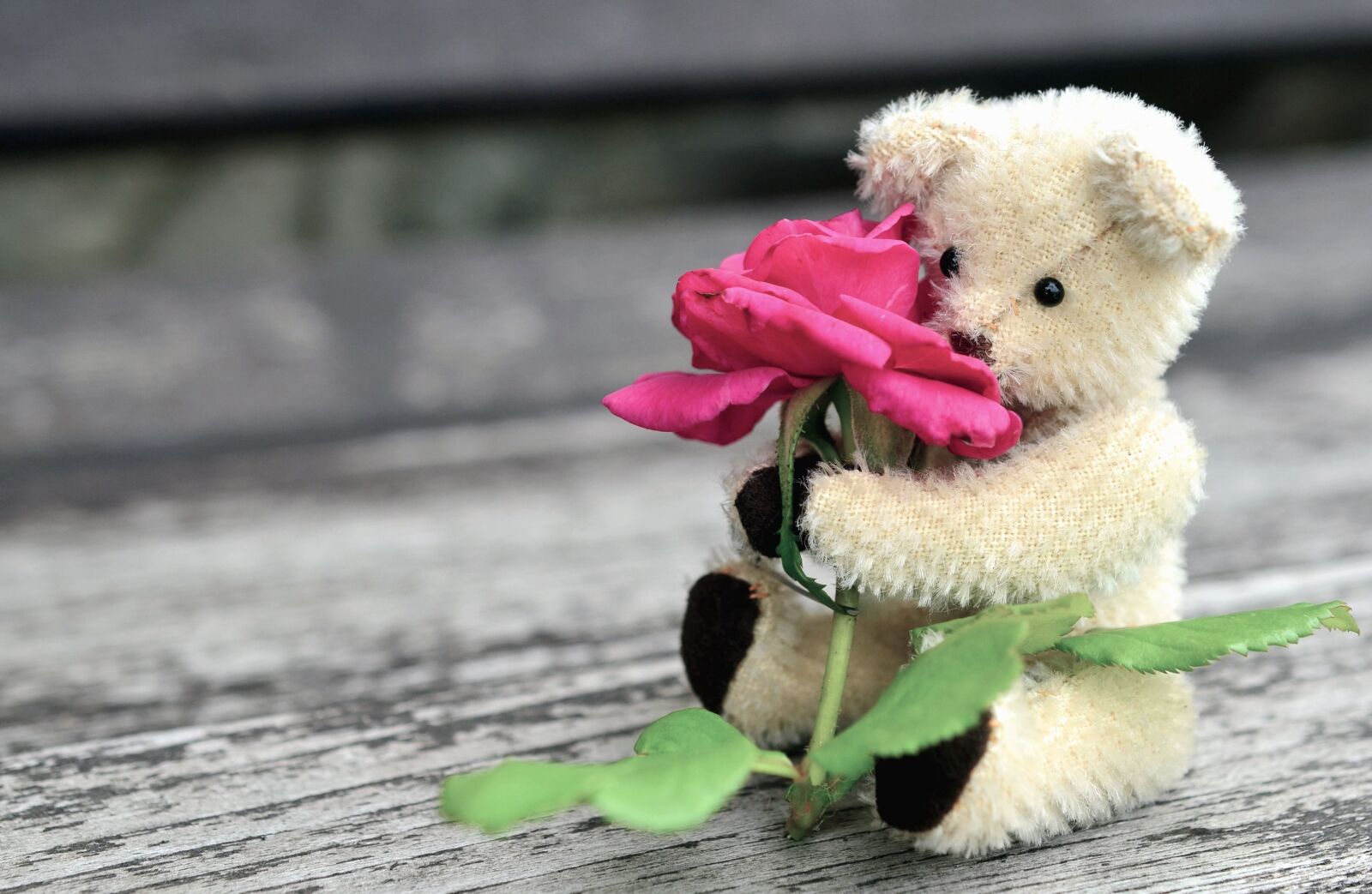 Nikon D5100 sample photo. Teddy bear, roses, flower photography