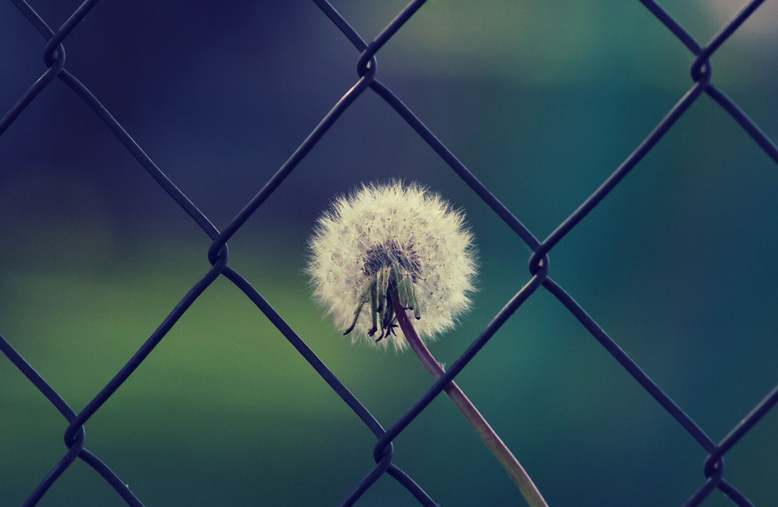 Canon EOS 2000D (EOS Rebel T7 / EOS Kiss X90 / EOS 1500D) sample photo. Dandelion, umbrella, lions fence photography