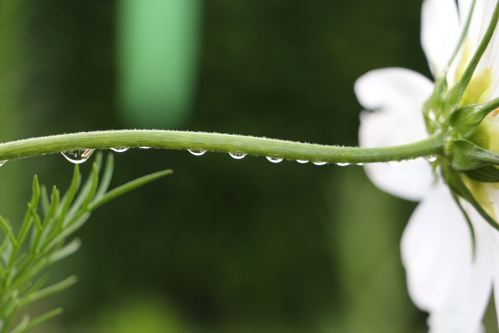 Canon EOS 700D (EOS Rebel T5i / EOS Kiss X7i) sample photo. Drops macro, drops closeup photography