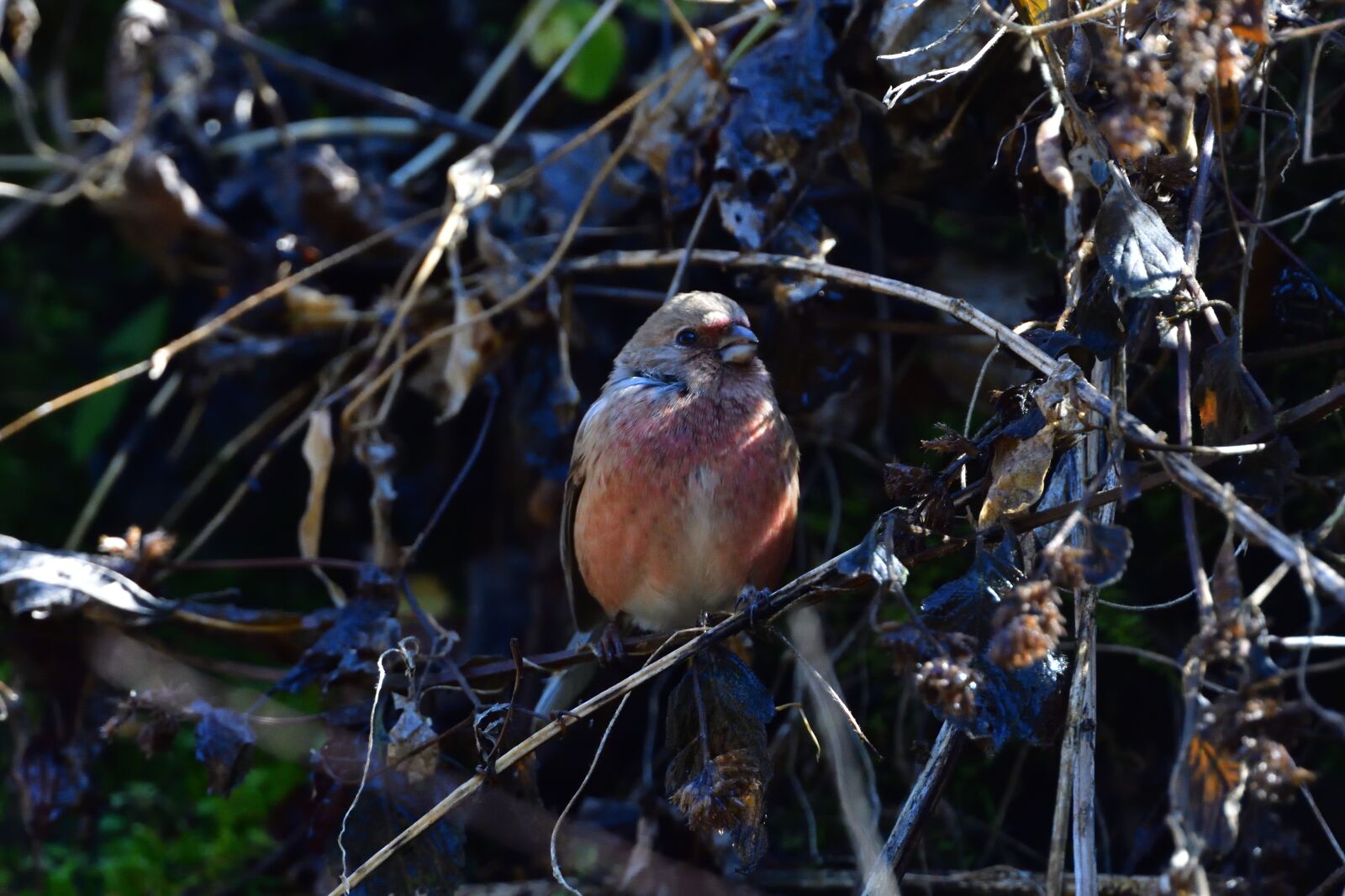 Nikon D500 sample photo. Natural, wild animals, bird photography