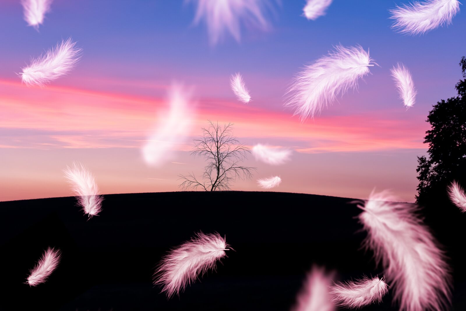 Canon EOS 1300D (EOS Rebel T6 / EOS Kiss X80) sample photo. Feather, flying, nature photography