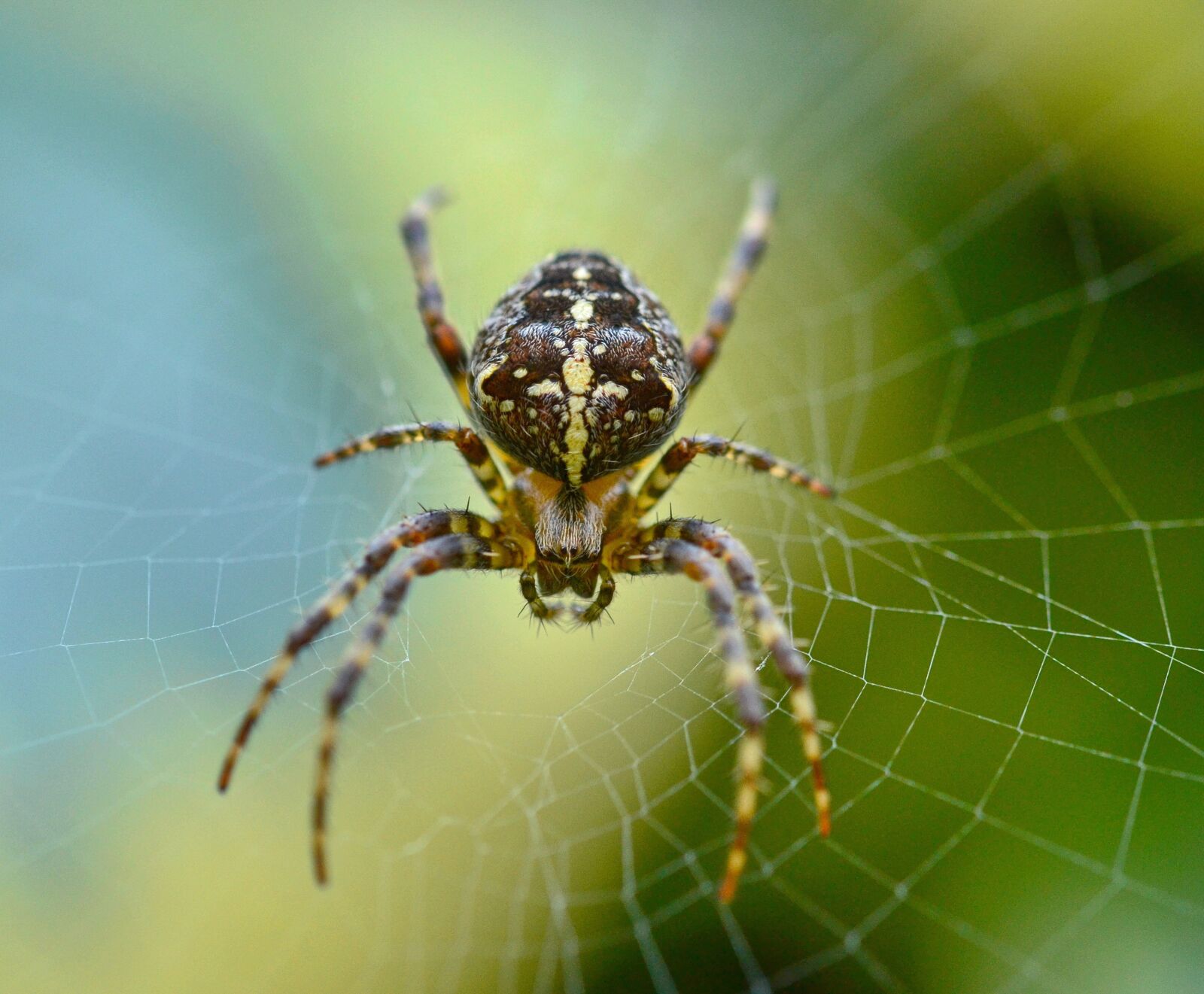 Nikon D3100 sample photo. Spider, garden, insect photography