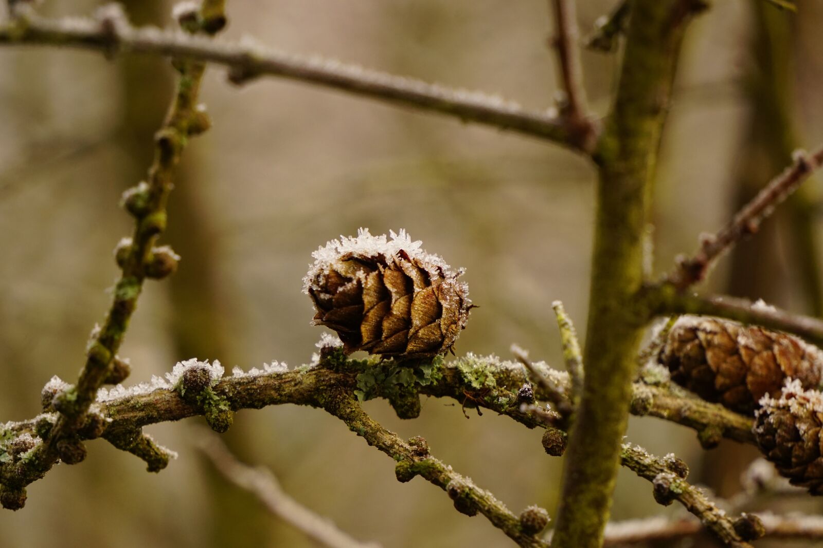 Sony E 55-210mm F4.5-6.3 OSS sample photo. Larch cones, branches, larch photography