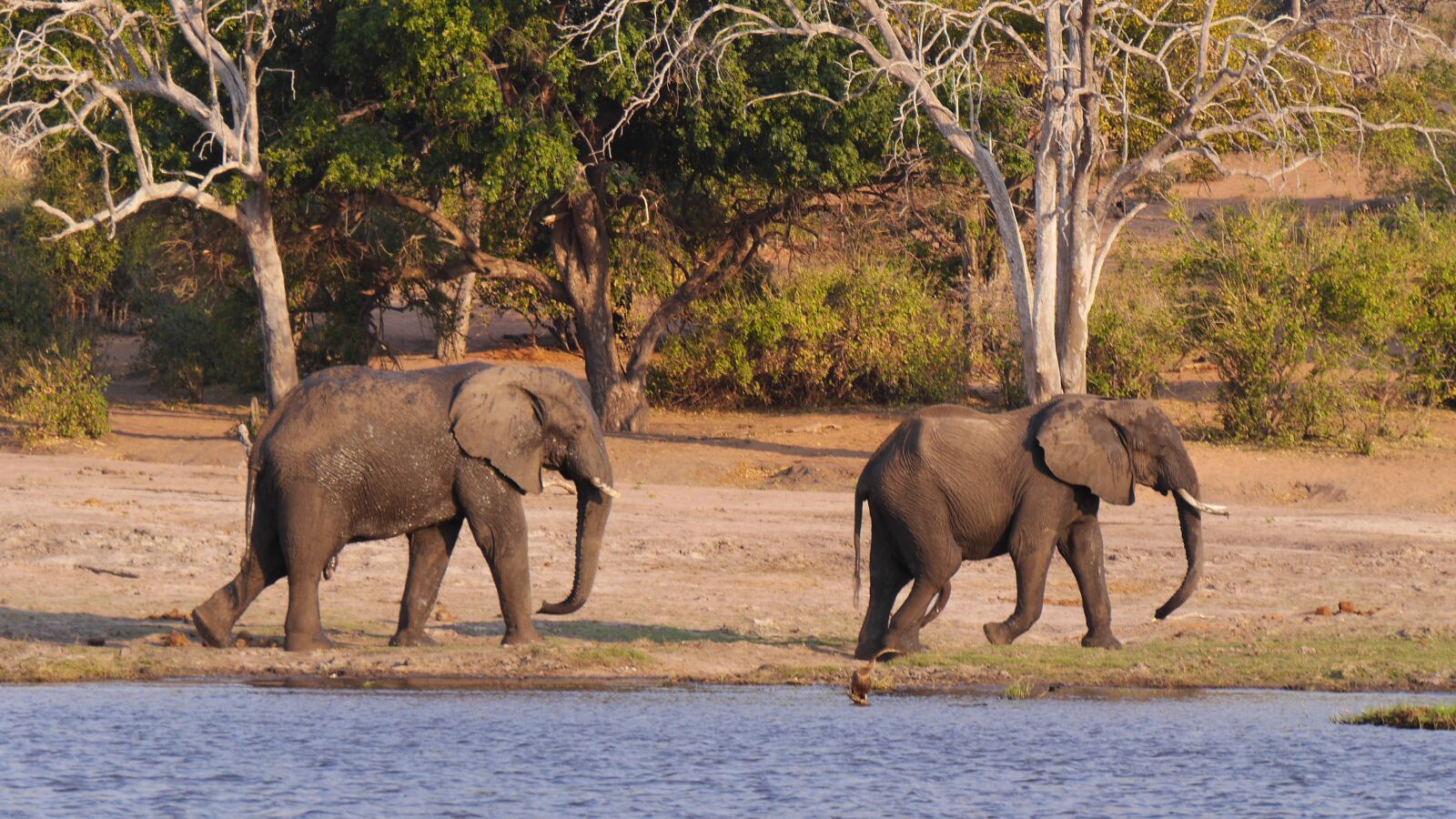 Panasonic Lumix DMC-GH3 sample photo. Botswana, chobe, elephant photography
