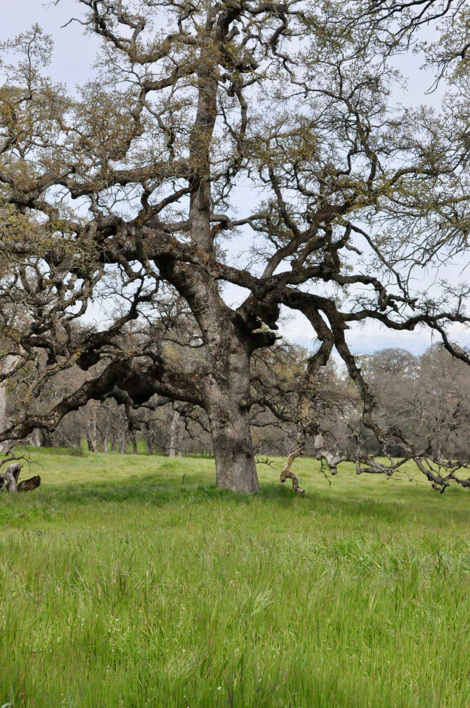 Nikon D90 sample photo. Tree, landscape, nature photography