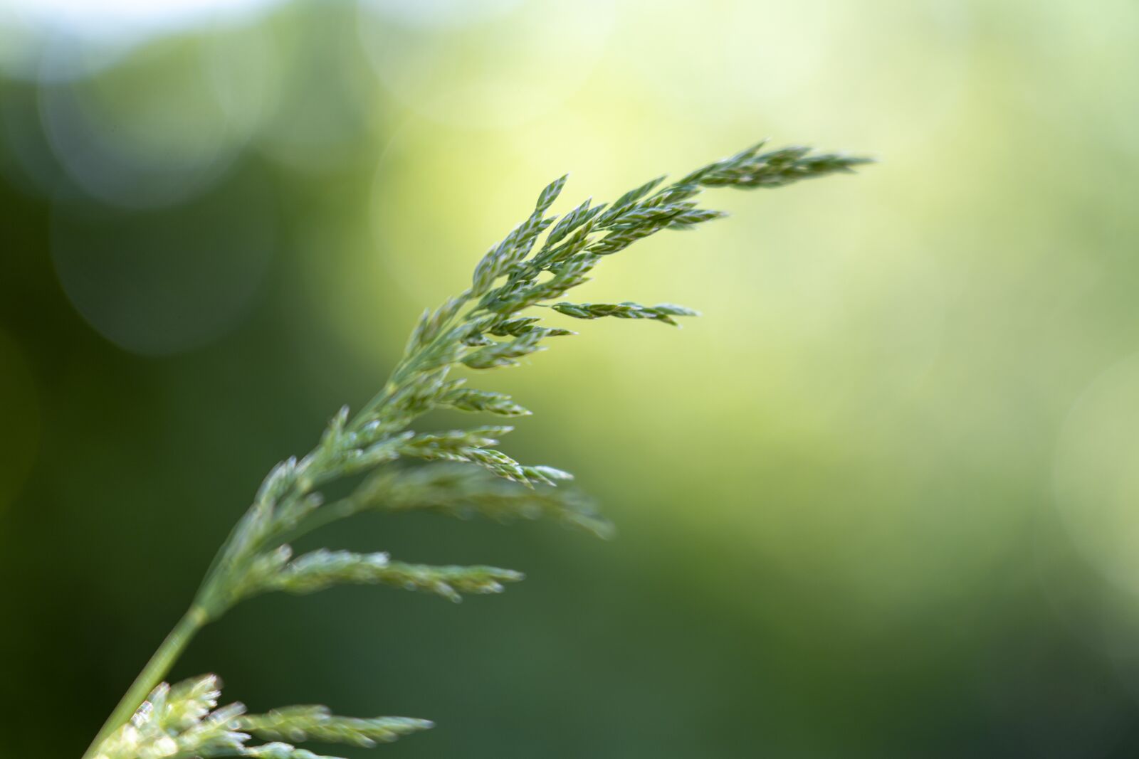 Sony FE 24-105mm F4 G OSS sample photo. Grass, blade, green photography