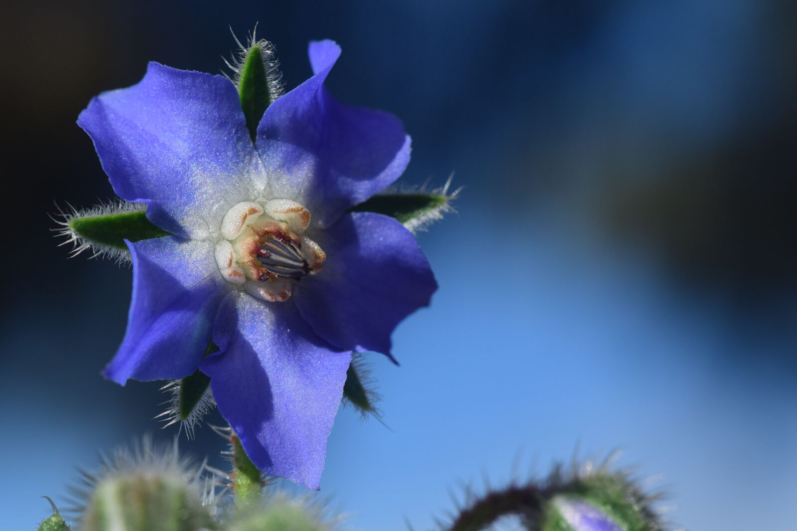 Nikon D3300 sample photo. Wine diamond, flower, blossom photography