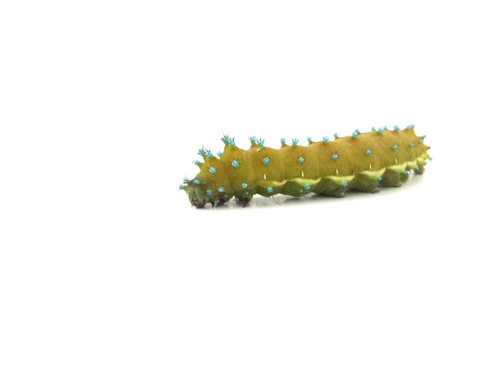 Samsung Galaxy S4 sample photo. Caterpillar, nature, isolated photography