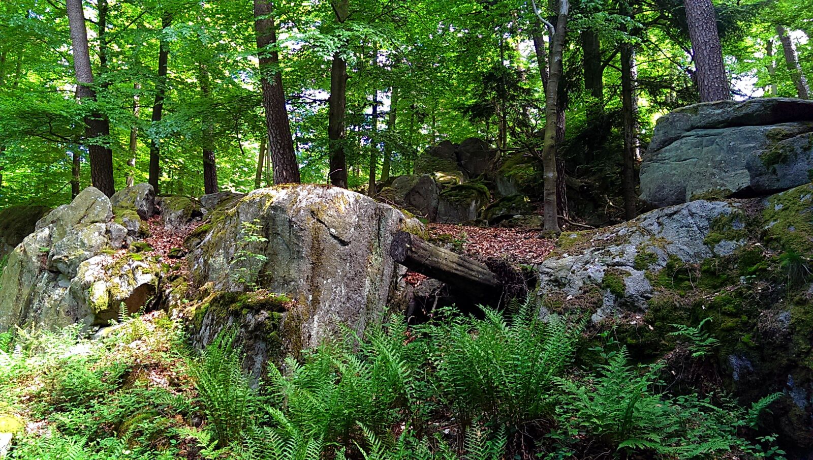 HTC ONE sample photo. Forest, stone, rock photography