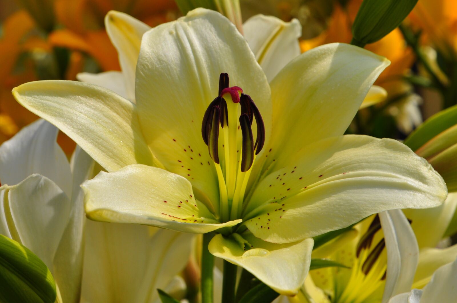 Nikon D5000 sample photo. Summer, flowers, yellow photography